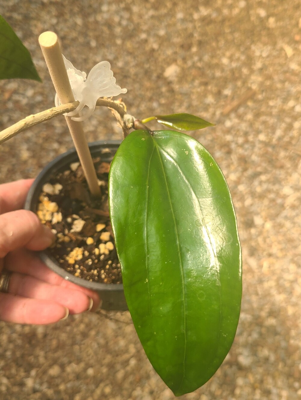 Hoya Rigida - Picture 5 of 7